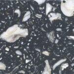 Black Oyster