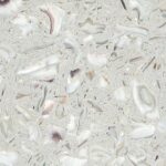 White Oyster